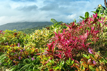 Image showing Vertical Garden with various tropical plants and flower growing in a pattern