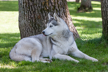 Image showing Portrait of Siberian Husky