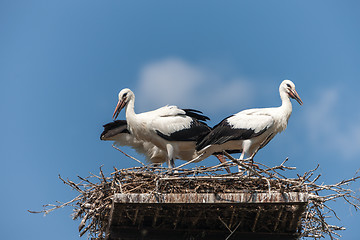 Image showing White storks in the nest