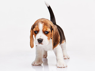 Image showing Beagle puppy on white background