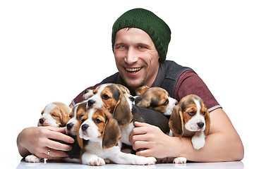 Image showing The man and big group of a beagle puppies