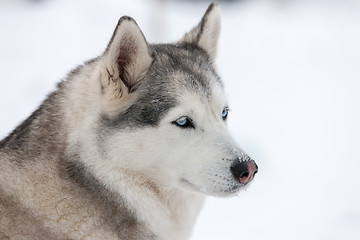 Image showing Siberian Husky dog
