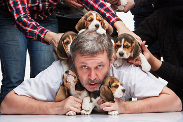 Image showing The man and big group of a beagle puppies