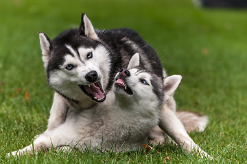 Image showing Portrait of  two dogs - Siberian Husky