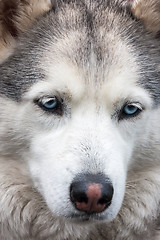 Image showing Portrait of Siberian Husky