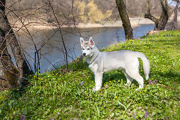 Image showing Portrait of puppy Siberian Husky