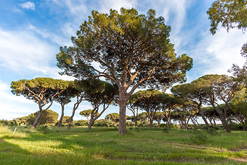 Image showing Italian stone pine 