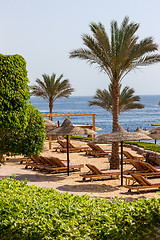 Image showing Palm alley on  tropical egyptian beach