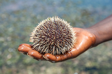 Image showing sea hedgehog lays on a man\'s hand