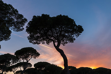 Image showing Italian sunset on the background of pines