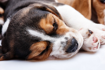 Image showing Beagle Puppy, lying in front of white background