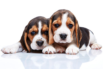 Image showing Beagle puppies on white background