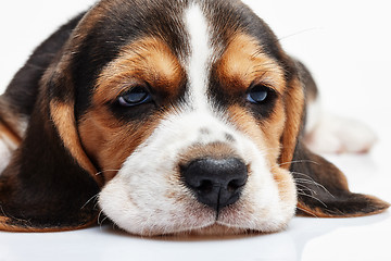 Image showing Beagle Puppy, lying in front of white background