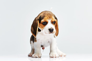 Image showing Beagle puppy on white background