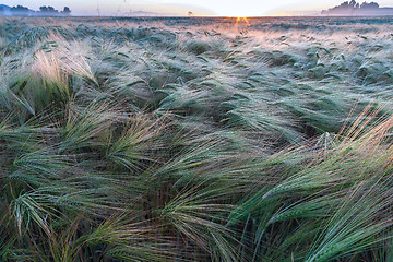 Image showing Young wheat growing in green farm field