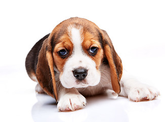 Image showing Beagle puppy on white background