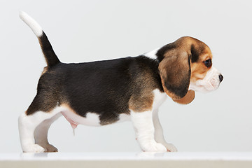 Image showing Beagle puppy on white background