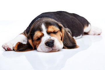 Image showing Beagle Puppy, lying in front of white background