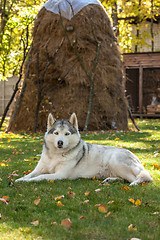 Image showing Portrait of Siberian Husky