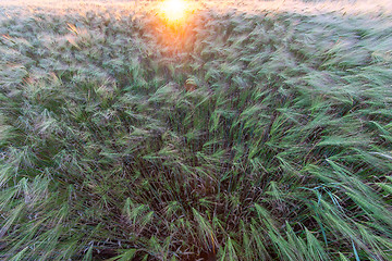 Image showing Young wheat growing in green farm field