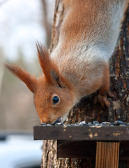 Image showing Eurasian red squirrel gnaws sunflower seeds