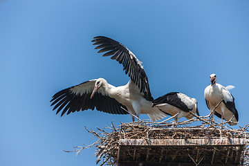 Image showing White storks in the nest