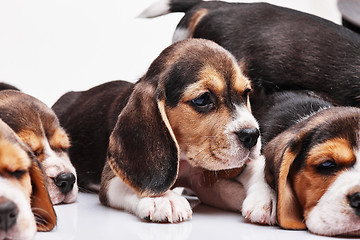 Image showing Beagle puppy on white background