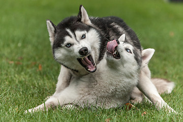 Image showing Portrait of  two dogs - Siberian Husky