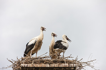 Image showing White storks in the nest