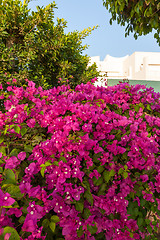 Image showing pink bougainvillea, Sharm el Sheikh, Egypt.