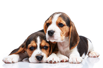 Image showing Beagle puppies on white background