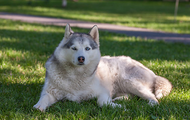 Image showing Portrait of Siberian Husky