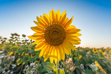 Image showing Beautiful landscape with sunflower closeup over blue sky 