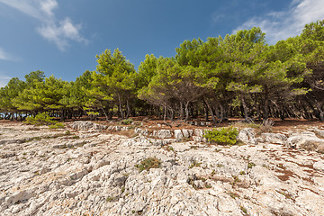 Image showing Pine trees on rock in Croatia