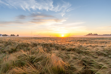 Image showing Young wheat growing in green farm field under blue sky