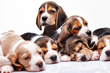 Image showing Beagle puppy on white background