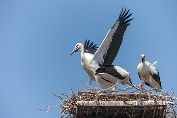 Image showing White storks in the nest