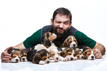 Image showing The man and big group of a beagle puppies