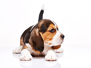 Image showing Beagle puppy on white background