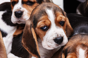 Image showing Beagle Puppy, lying in front of white background