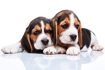 Image showing Beagle puppies on white background