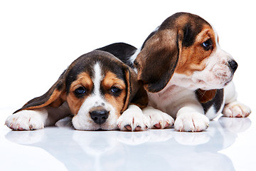 Image showing Beagle puppies on white background