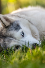 Image showing Portrait of Siberian Husky