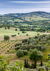 Image showing Typical Tuscan landscape  in Italy