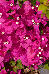 Image showing pink bougainvillea, Sharm el Sheikh, Egypt.