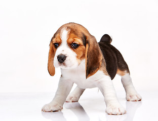 Image showing Beagle puppy on white background