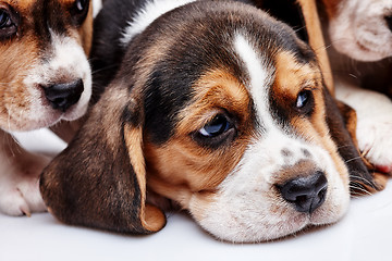 Image showing Beagle Puppy, lying in front of white background