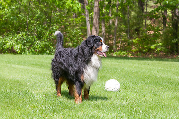 Image showing Dog in the grass