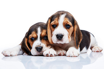 Image showing Beagle puppies on white background