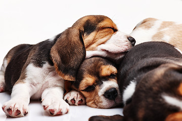 Image showing Beagle Puppies, slipping in front of white background